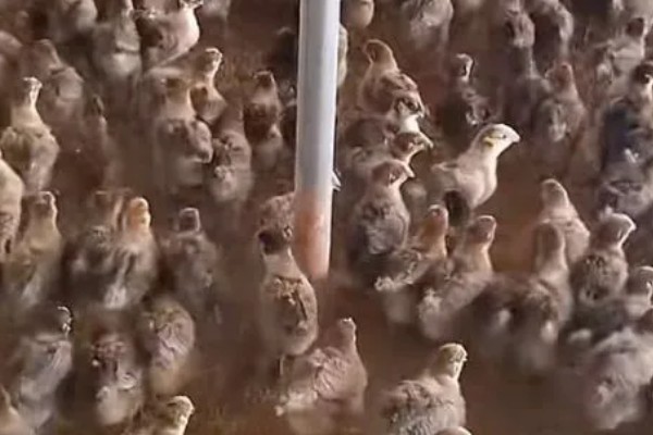 晚上低于多少度小鸡会受冻，低于10℃时会被冻伤