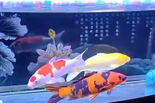 养殖锦鲤的适宜水温，20-25℃最适合它生长繁殖