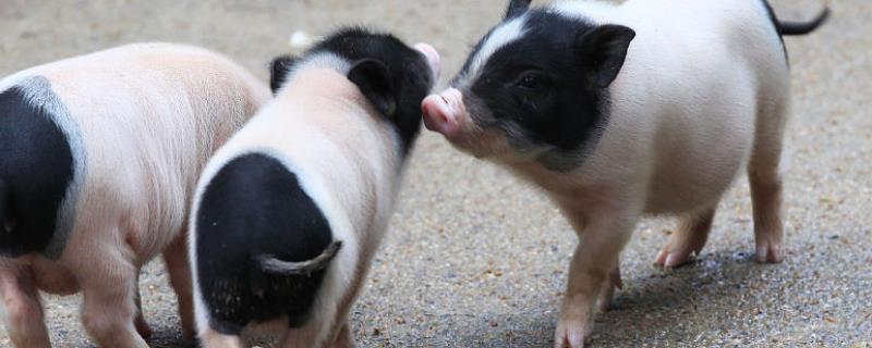 香猪与家猪有什么区别，前者体躯矮小、后者体躯较大