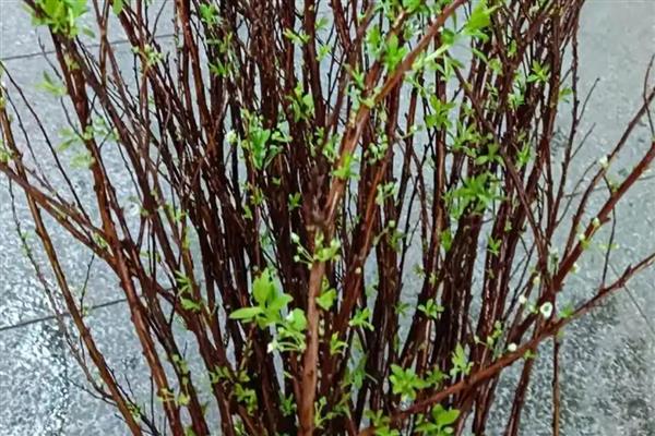 雪柳是如何生根的，选择透光性良好的容器