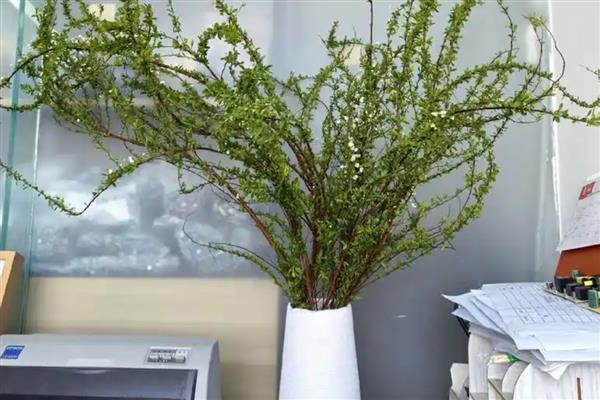 雪柳是如何生根的，选择透光性良好的容器