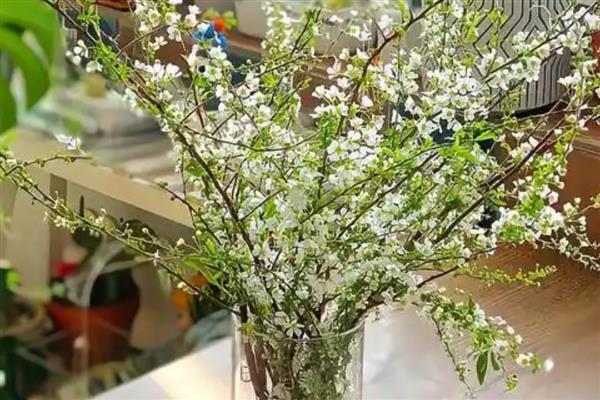 雪柳是如何生根的，选择透光性良好的容器