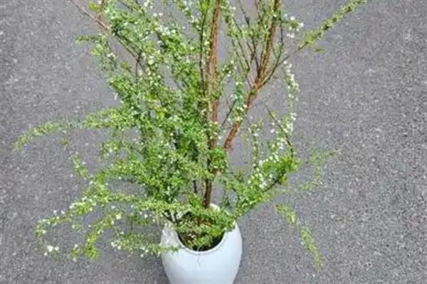 雪柳是如何生根的，选择透光性良好的容器