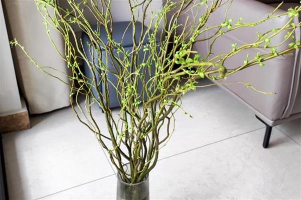 雪柳是如何生根的，选择透光性良好的容器