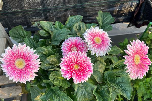 非洲菊冬天会不会冻死，温度控制在12-15℃