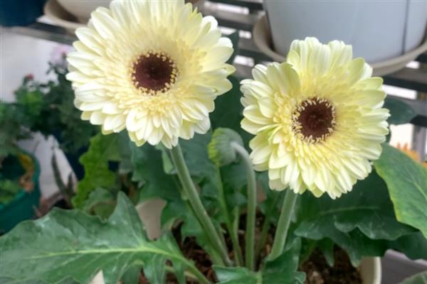 非洲菊冬天会不会冻死，温度控制在12-15℃