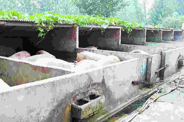 猪舍中药烟熏消毒的方法，可使用艾叶粉、烟熏散点燃