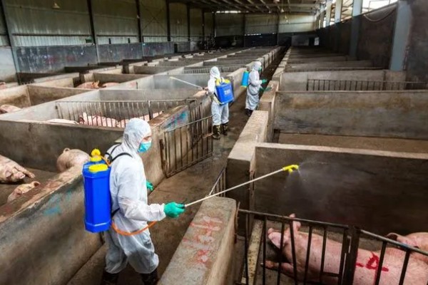 猪舍中药烟熏消毒的方法，可使用艾叶粉、烟熏散点燃