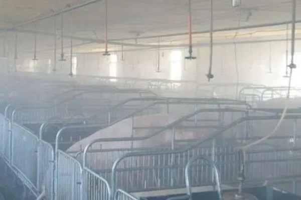 猪舍中药烟熏消毒的方法，可使用艾叶粉、烟熏散点燃