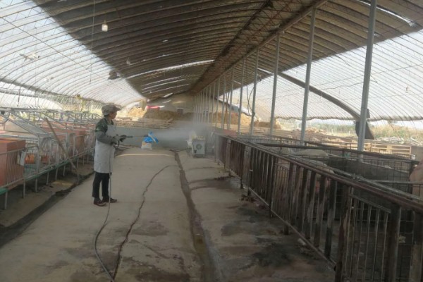 猪舍中药烟熏消毒的方法，可使用艾叶粉、烟熏散点燃