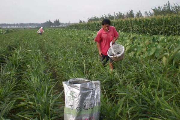 大姜大培土早和晚有哪些不同，过早会造成地上茎叶旺长