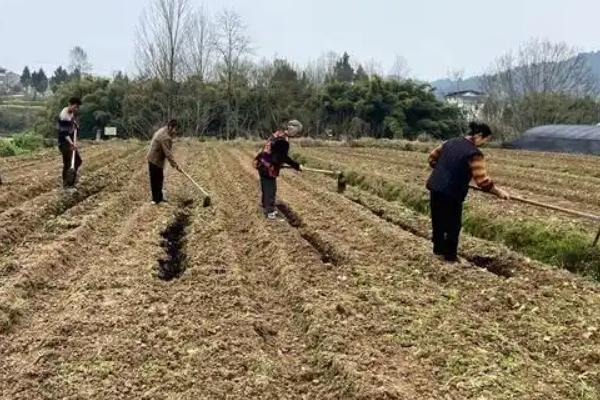 大姜大培土早和晚有哪些不同，过早会造成地上茎叶旺长