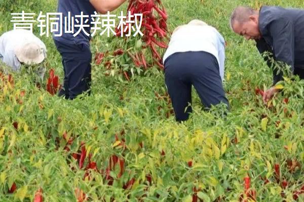 宁夏青铜峡市的特产，有酿酒葡萄、宁夏红花等