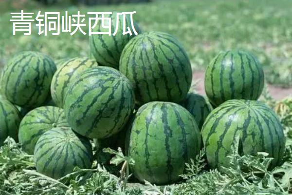 宁夏青铜峡市的特产，有酿酒葡萄、宁夏红花等