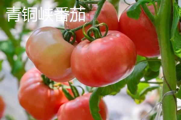 宁夏青铜峡市的特产，有酿酒葡萄、宁夏红花等