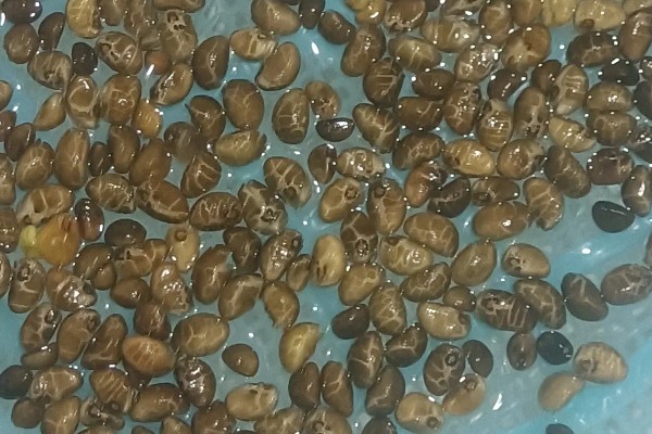 空心菜怎么进行无土栽培，使用栽培槽按照适宜株行距定植