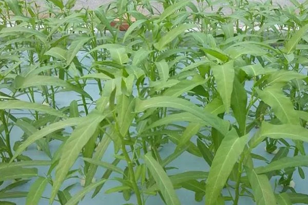 空心菜怎么进行无土栽培，使用栽培槽按照适宜株行距定植