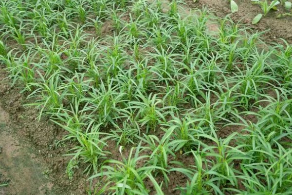 空心菜怎么进行无土栽培，使用栽培槽按照适宜株行距定植