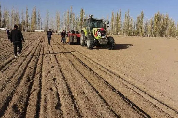空心菜怎么进行无土栽培，使用栽培槽按照适宜株行距定植
