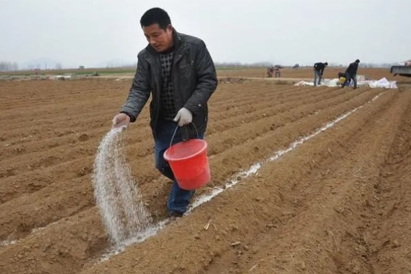 怎么种植春萝卜，起垄栽培可提高产量