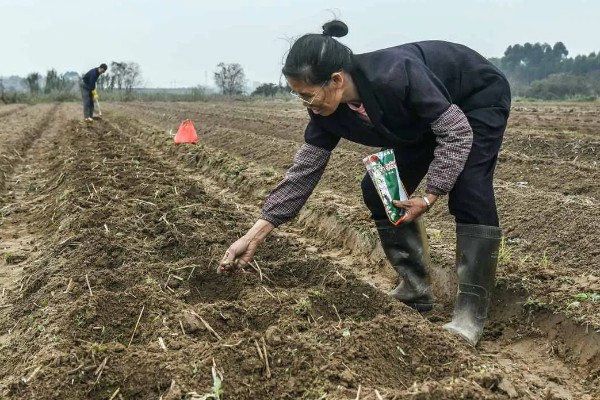 怎么种植春萝卜，起垄栽培可提高产量