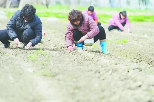 怎么种植春萝卜，起垄栽培可提高产量