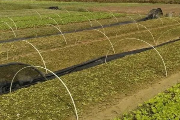 怎么种植春萝卜，起垄栽培可提高产量