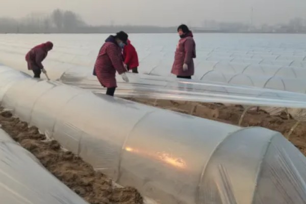 怎么种植春萝卜，起垄栽培可提高产量