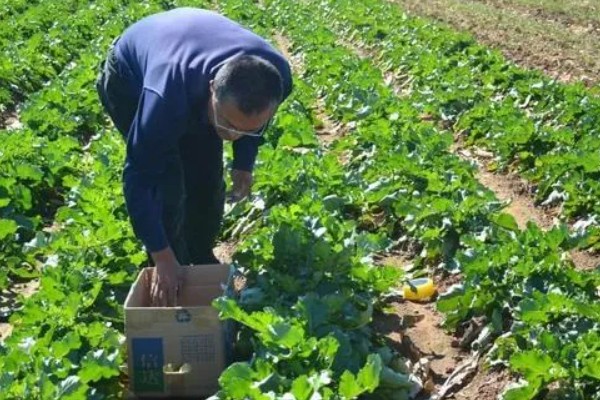 怎么种植春萝卜，起垄栽培可提高产量
