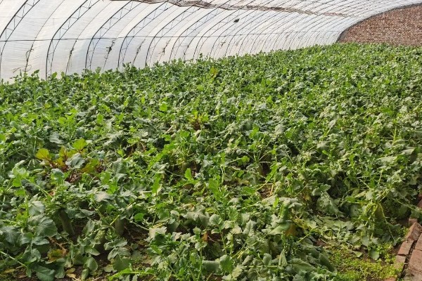 怎么种植春萝卜，起垄栽培可提高产量