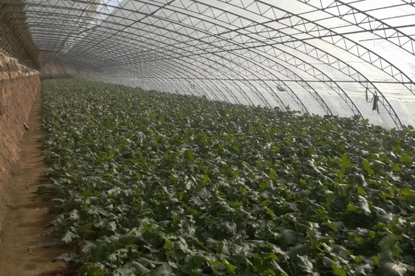 怎么种植春萝卜，起垄栽培可提高产量