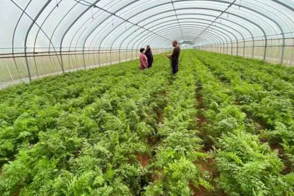 怎么种植春萝卜，起垄栽培可提高产量