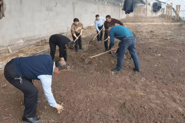 怎么种植春萝卜，起垄栽培可提高产量