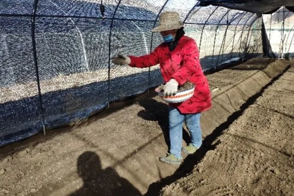 怎么种植春萝卜，起垄栽培可提高产量