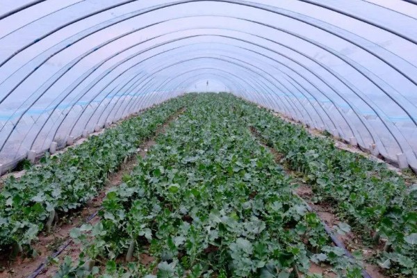 怎么种植春萝卜，起垄栽培可提高产量