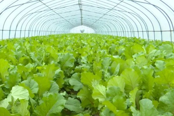怎么种植春萝卜，起垄栽培可提高产量