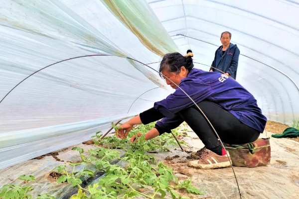 怎么种植春萝卜，起垄栽培可提高产量