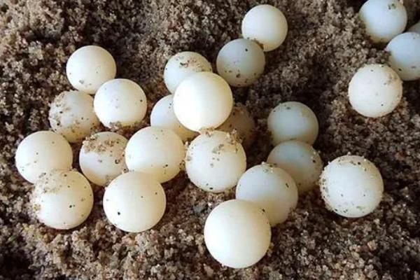 甲鱼蛋多久能孵化出来，自然孵化需要2-3个多月