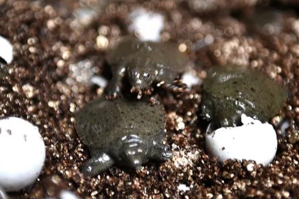甲鱼蛋多久能孵化出来，自然孵化需要2-3个多月
