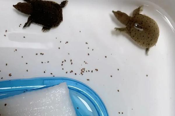 甲鱼蛋多久能孵化出来，自然孵化需要2-3个多月
