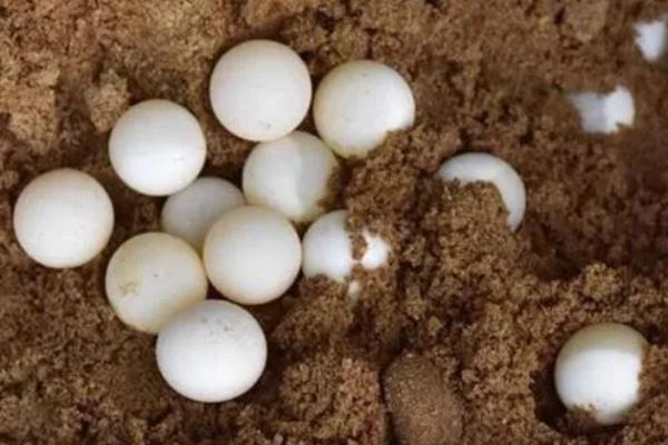 甲鱼蛋多久能孵化出来，自然孵化需要2-3个多月