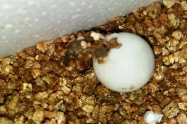 甲鱼蛋多久能孵化出来，自然孵化需要2-3个多月