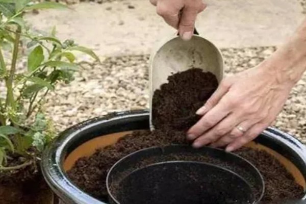 花盆里的土板结了怎么解决,可松土施肥并浸泡保湿