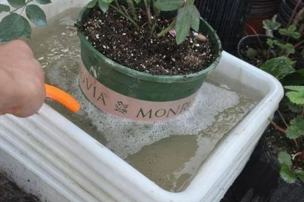 花盆里的土板结了怎么解决,可松土施肥并浸泡保湿