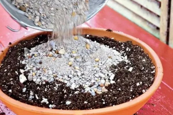 花盆里的土板结了怎么解决,可松土施肥并浸泡保湿