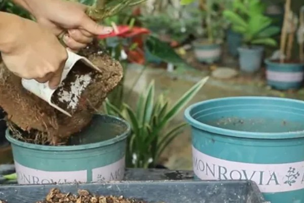 花盆里的土板结了怎么解决,可松土施肥并浸泡保湿