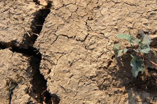 花盆里的土板结了怎么解决,可松土施肥并浸泡保湿