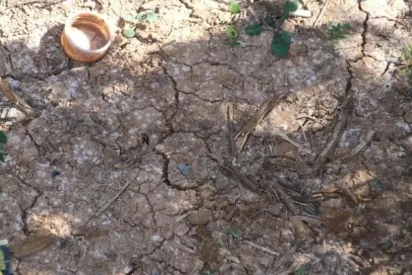 花盆里的土板结了怎么解决,可松土施肥并浸泡保湿