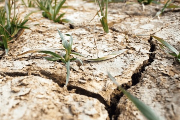 花盆里的土板结了怎么解决,可松土施肥并浸泡保湿