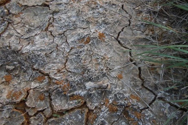 花盆里的土板结了怎么解决,可松土施肥并浸泡保湿